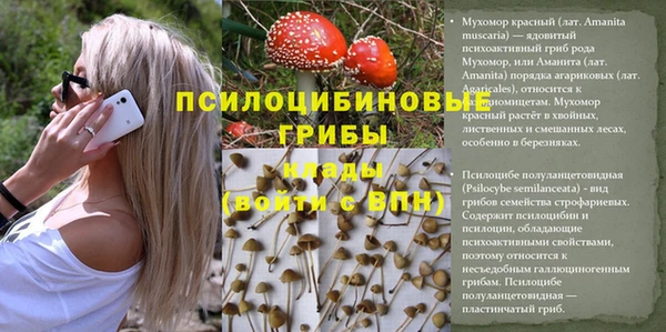 стаф Касимов